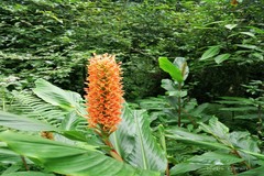 Hedychium densiflorum